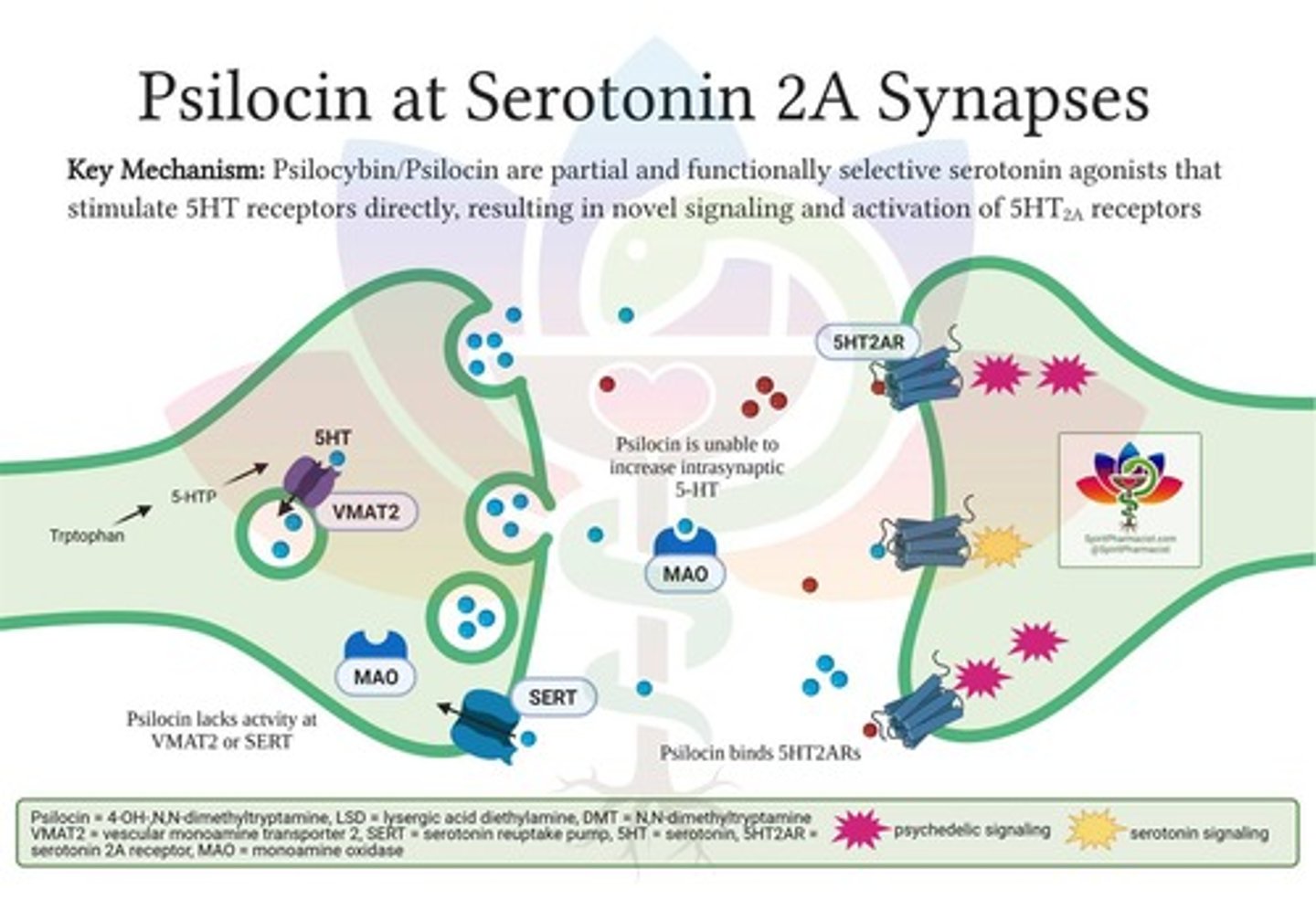 <p>Serotonin receptors affected by hallucinogens.</p>