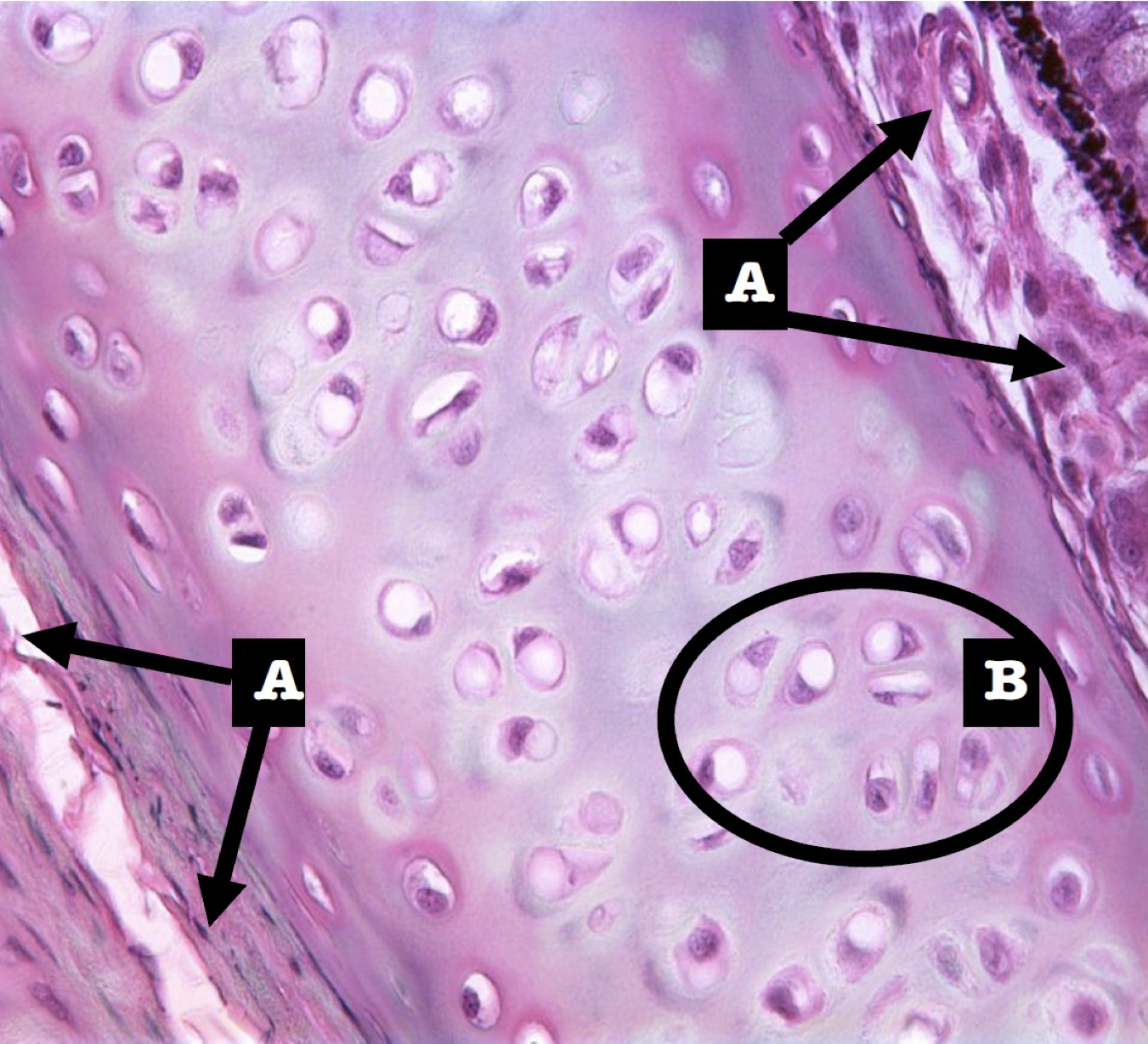 <p>Identify the structure</p>