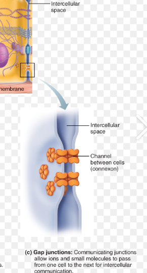 <table style="min-width: 25px;"><colgroup><col style="min-width: 25px;"></colgroup><tbody><tr><td colspan="1" rowspan="1" style="width: 239.4pt; border: 1pt solid windowtext; padding: 0in 5.4pt;"><p class="MsoNormal"><span style="font-family: "Open Sans", sans-serif;"><strong><span>Gap junctions </span></strong></span></p></td></tr></tbody></table><p></p>