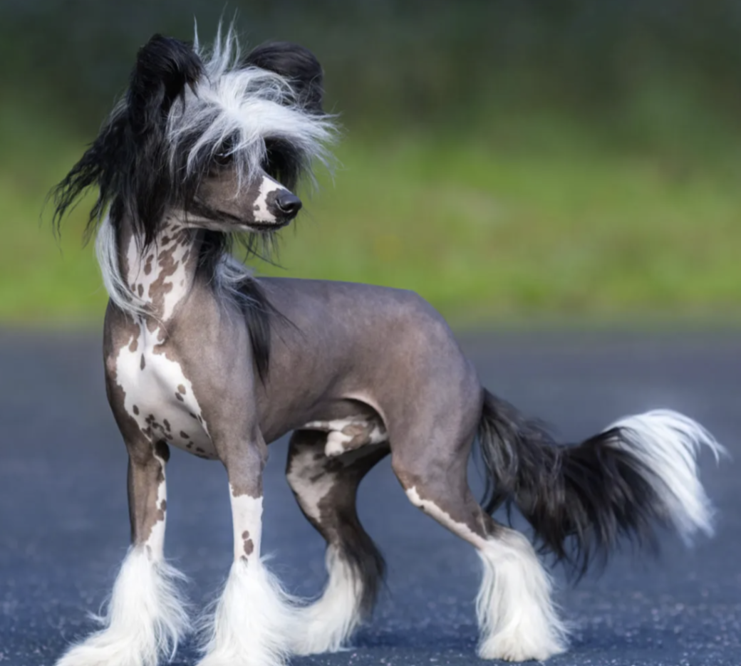 <ul><li><p>Toy category </p></li><li><p>typically hairless dogs </p></li><li><p>hair that does grow is fragile and brittle </p></li><li><p>these genes affect teeth growth as well </p></li></ul><p></p>
