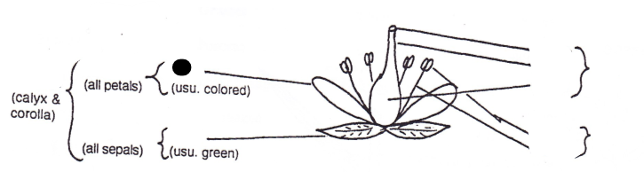 <p>Part of flower?</p>