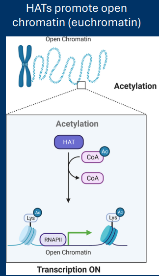 <p><strong>Histone acetyltransferases (HATs) </strong></p><p>• Add acetyl groups to histones </p><p>• Relax DNA/histone interaction </p><p>• Increase gene transcription</p><p></p><p>-Getting rid of the + = relax</p>