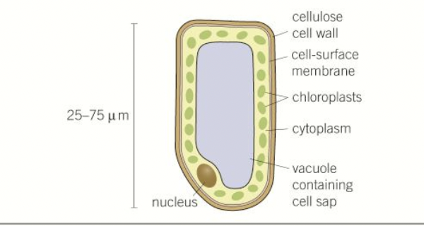 <ul><li><p>present in the mesophyll</p></li><li><p>contain chloroplasts for light absorbency for photosynthesis - can move within cytoplasm</p></li><li><p>rectangular boxes- closely packed- continuous layer</p></li><li><p>thin cell walls</p></li><li><p>large vacuole maintains tugor pressure</p></li></ul>