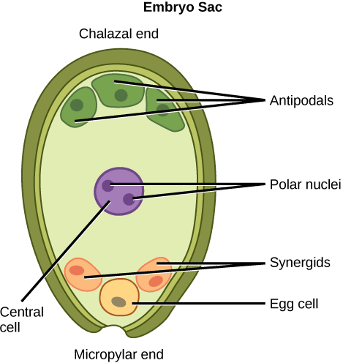 <p>one of two small cells that lie inside the embryo sac of a flowering plant and nourish the ovum</p>