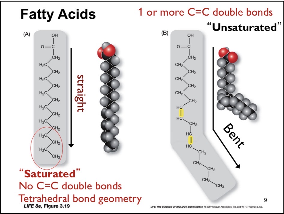 <p>Hydrocarbon chains + Carboxylic acid. Typically 16-18 carbons (even numbers)</p>