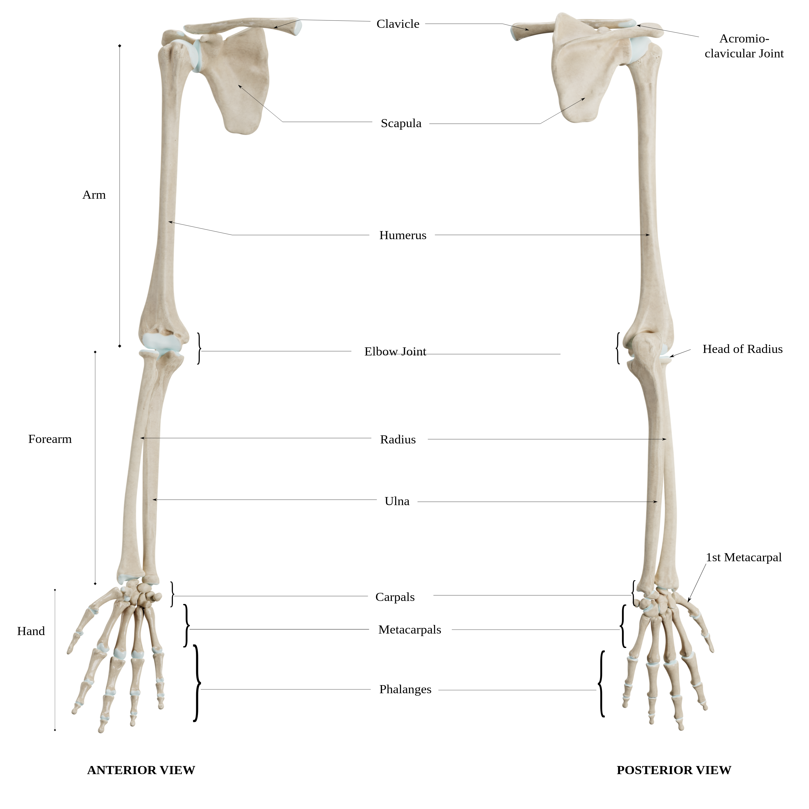 <ul><li><p><span><strong><span>Humerus:</span></strong><span> The single bone of the upper arm, extending from the shoulder to the elbow.</span></span></p></li><li><p><span><strong><span>Radius:</span></strong><span> Located on the thumb side of the forearm.</span></span></p></li><li><p><span><strong><span>Ulna:</span></strong><span> Located on the pinky side of the forearm.</span></span></p></li></ul><p></p>