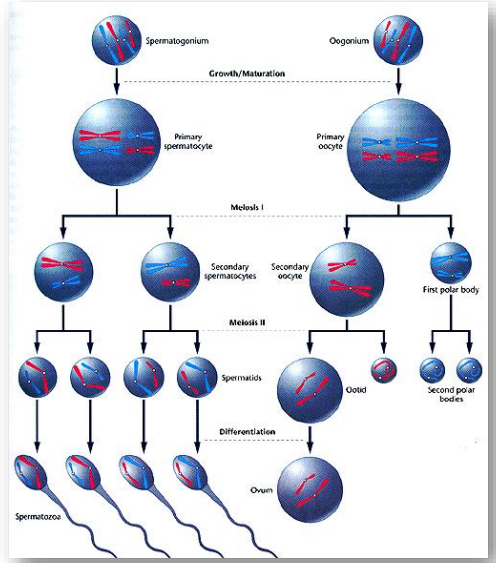 <p>je proces, při kterém se vyvíjejí spermie a vajíčka. Spermatogeneze produkuje čtyři pohyblivé spermie z jedné diploidní buňky, zatímco oogeneze vytváří jednu velkou vajíčko a tři menší pólové buňky, které obvykle degenerují. </p>
