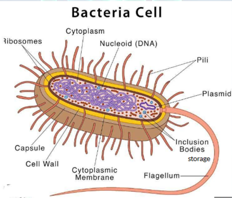 Biology Chapter 18 Notes | Knowt