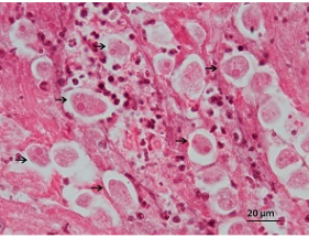 <p>Professor: Dr. Glena Fe A. Yapchulay-Alcabasa</p>