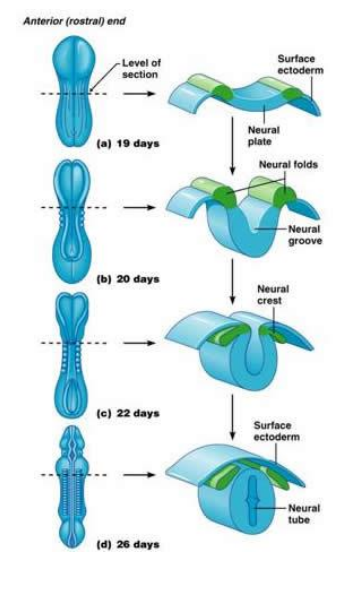 <p>Nöral oluğun yan taraflarının nöral tüpü yapmak üzere birleşmesiyle nöral krista oluşur.</p><p>Nöral krista PSS elemanlarını oluşturur.</p><p></p>