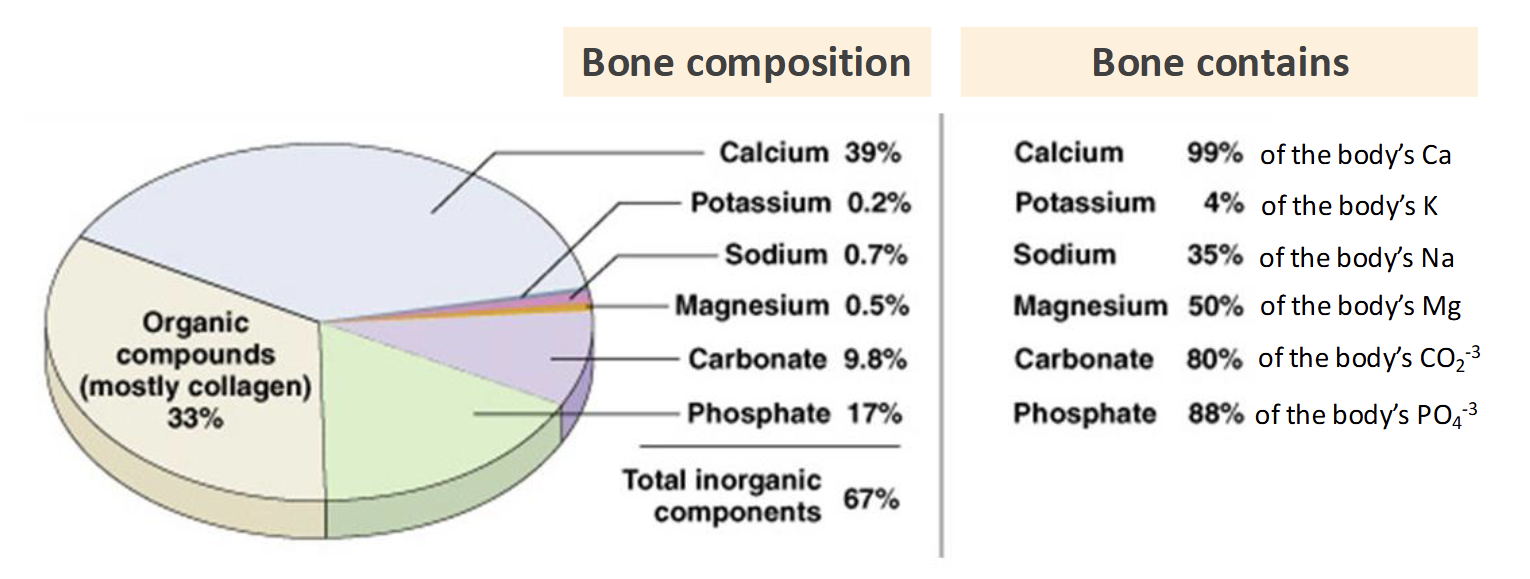 <p>Most abundant mineral in the body</p><ul><li><p>99% is in the skeletal system</p></li><li><p>Considered a nutrient of public health concern(underconsumed)</p></li></ul><p></p>