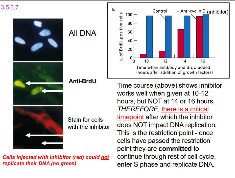 <p>- time course shows inhibtor works well when given 10-12 hours...</p>
