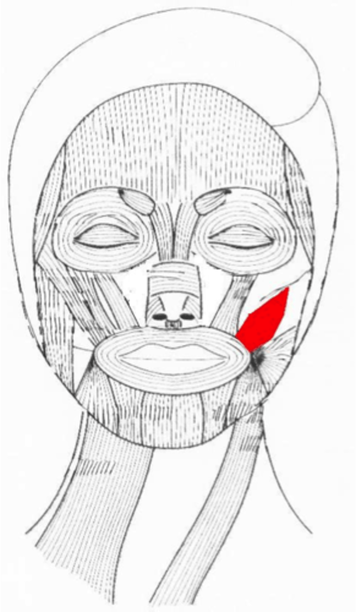 <p>Fibers are transverse across cheek: compresses cheeks (blowing/whistling)</p>