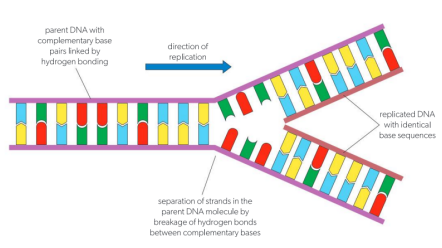 <p>Presence of two DNA molecules, both consist of</p><ul><li><p>An original strand</p></li><li><p>A newly synthesised strand</p></li></ul><p></p>