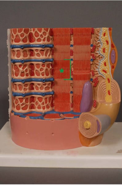 knowt flashcard image