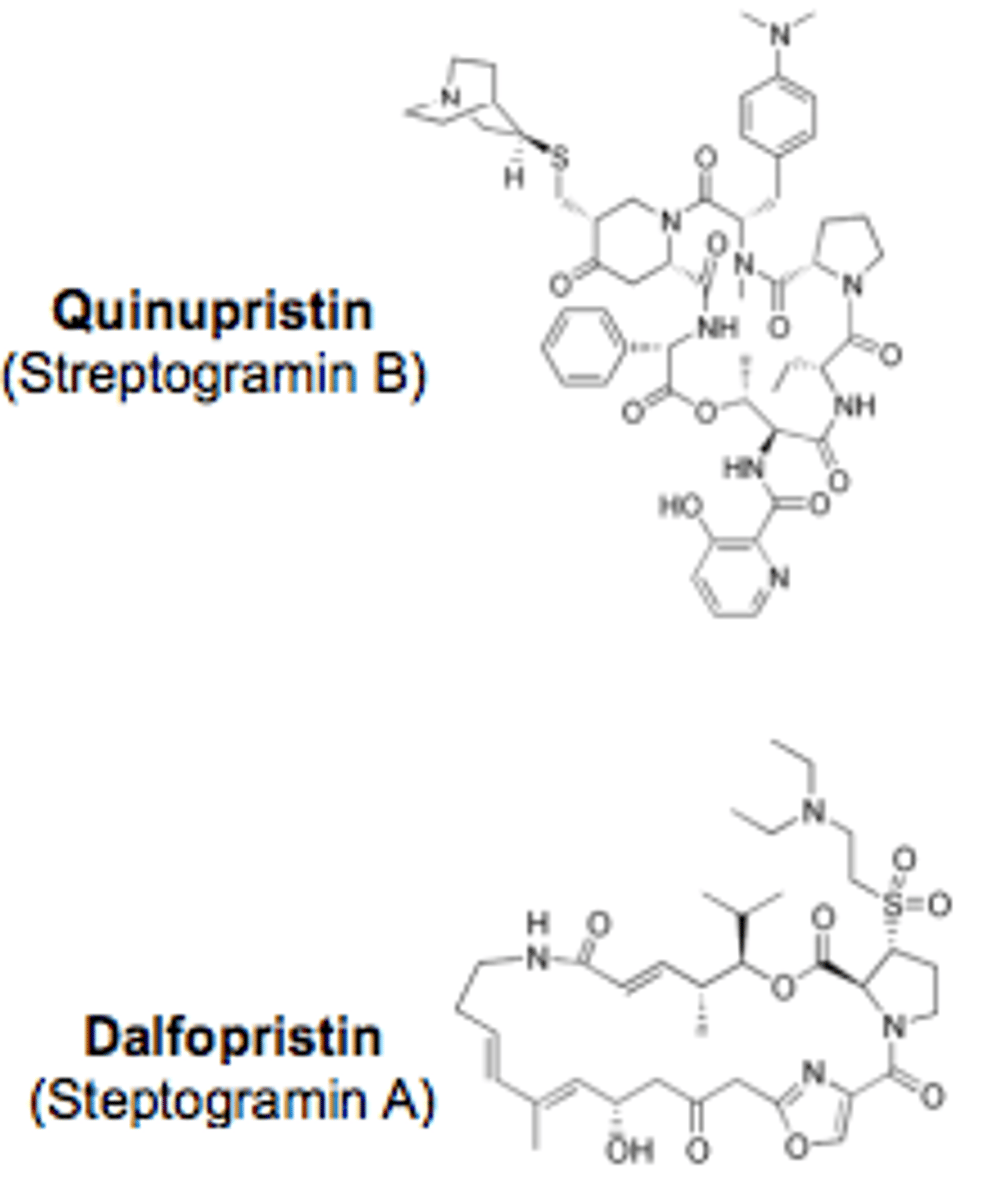 <p>Streptogramins</p>