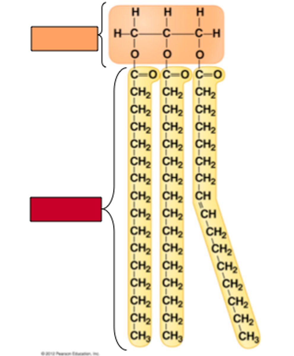 <p>Long hydrocarbon chains.</p>