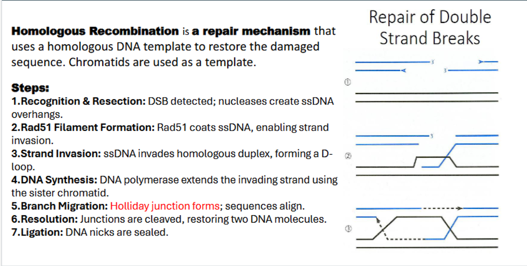 <p>Homologous Recombination is a <strong>repair mechanism</strong> that uses a<strong> homologous DNA template</strong> to <strong>restore the damaged sequence. </strong>Chromatids are used as a template.</p><p>“homologous recombination” uses homologous DNA TEMPLATE to restore the damaged sequence.&nbsp;</p><p>end goal: fix the damaged sequence</p><p><u>homologous recombination steps</u>:</p><ol><li><p>double stranded break detected by MRE complex</p></li><li><p>nucleases act as molecular scissors to chew back the 5’ ends on either side of break to create single strand 3’ DNA overhangs.</p></li><li><p>the 3’ DNA overhangs are sticky, and the protein RPA immediate binds to these overhangs to prevent them from forming secondary&nbsp;structures or being&nbsp;degraded. &nbsp;</p></li></ol><ol start="4"><li><p>Rad51 binds to the 3’ overhang</p></li><li><p>Rad51 coats ssDNA with a presynaptic filament, forming the enabling strand invasion.</p></li><li><p>The Rad51-ssDNA filament scans the genome and locates a <strong>homologous sequence </strong>(on the sister chromatid).</p></li><li><p>“strand invasion”: ssDNA catalyzes invasion, the invading strand base pairs with complementary bases on homologous duplex, the base pairing displaces the homologous strand, forming a <strong>Displacement-loop</strong>&nbsp;<strong>(D-loop).&nbsp;</strong></p></li></ol><ul><li><p class="ds-markdown-paragraph"><strong>Why D-loop is Important:</strong> This step <strong>physically connects</strong> the damaged DNA to the undamaged template. The <strong>invading 3' end is now perfectly positioned to act as a primer for new DNA synthesis.</strong></p></li></ul><ol start="4"><li><p><strong>DNA polymerase</strong> <strong>extends</strong> the <strong>invading strand</strong> using the <strong>sister chromatid</strong>.&nbsp;</p></li><li><p>Branch migration: <strong>holiday junction forms</strong>: sequences align.&nbsp;</p></li></ol><p>A Holliday junction is a cross-shaped DNA structure central to homologous recombination, where two double-stranded DNA molecules are joined, allowing for the exchange of genetic information.&nbsp;</p><ol start="6"><li><p>resolution: <strong>resolvases</strong> recognize and cut the holliday junctions,<strong> restoring two DNA molecules</strong></p></li></ol><ul><li><p class="ds-markdown-paragraph"><strong>The Key Action: Cleavage in Two Planes.</strong> Each Holliday junction can be cleaved in one of two ways:</p><ul><li><p class="ds-markdown-paragraph"><strong>Crossover:</strong> Cleavage results in the<strong> reciprocal exchange of DNA</strong> arms, <strong>creating new combinations of alleles on the repaired chromosomes.</strong></p></li><li><p class="ds-markdown-paragraph"><strong>Non-crossover:</strong> Cleavage results in the restoration of the original chromosomes <u>without exchange of flanking sequences.</u></p></li></ul></li><li><p class="ds-markdown-paragraph"><strong>Why It's Important:</strong> This step separates the two interconnected DNA molecules. The cell has a bias toward the non-crossover pathway during DSB repair to prevent potentially harmful rearrangements.</p></li></ul><ol start="7"><li><p>Ligation: <strong>DNA ligase is the enzyme that rejoins the broken DNA ends</strong> by catalyzing the formation of a phosphodiester bond to seal the sugar-phosphate backbone.&nbsp;</p></li></ol><p>DNA nick: a break in the phosphodiester bonds, therefore DNA ligase rejoins broken DNA by catalyzing the formation of phosphodiester bonds.&nbsp;</p>