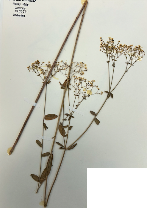 <p>Family? Genus?</p>