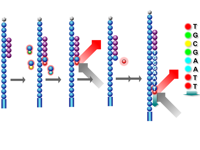 Sequencing by synthesis is a second generation sequencing method that adds fluorescent markers, mixes, cleaves, and repeats the process for sequencing DNA.