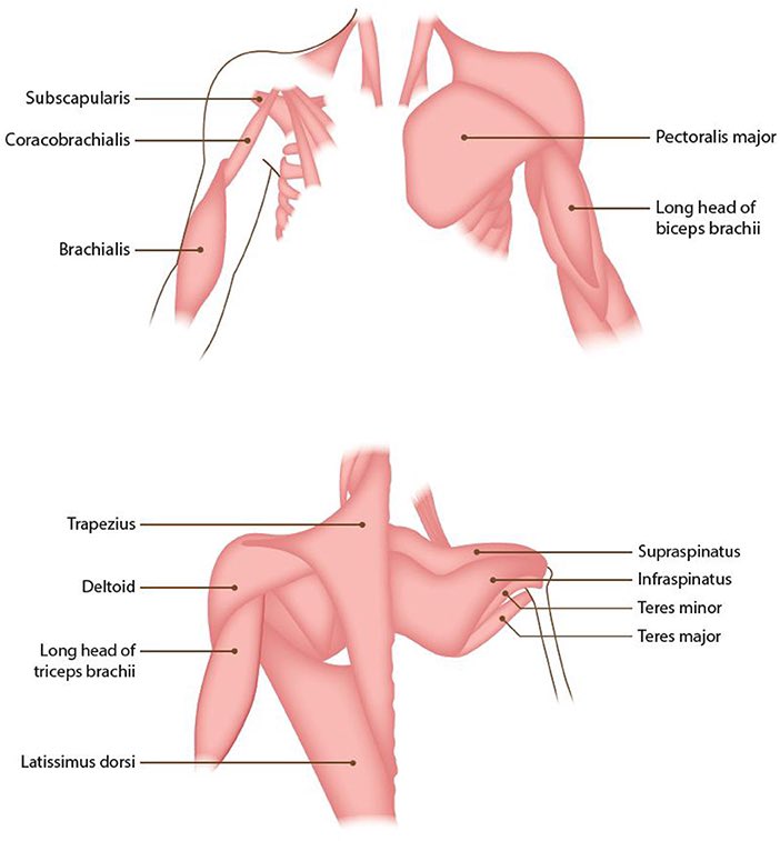 <p><span>-anterior, middle, posterior delts (axillary)</span><br><span>-coracobrachialis (musculocutaneous)</span><br><span>-pectoralis major (lat pect nerve)</span><br><span>-latissimus dorsi (thoracodorsal)</span><br><span>-teres major (subscapular)</span></p>