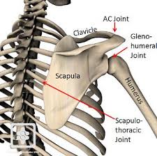 <p>• Acromion with lateral clavicle (AC joint)</p><p>• Glenoid fossa with the head of the humerus (glenohumeral joint)</p><p>• Thoracic rib cage, ribs 2-7</p>