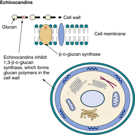 <p>They stop fungal growth by <strong>blocking β-glucan synthesis</strong>, which is essential for building the fungal cell wall.</p>
