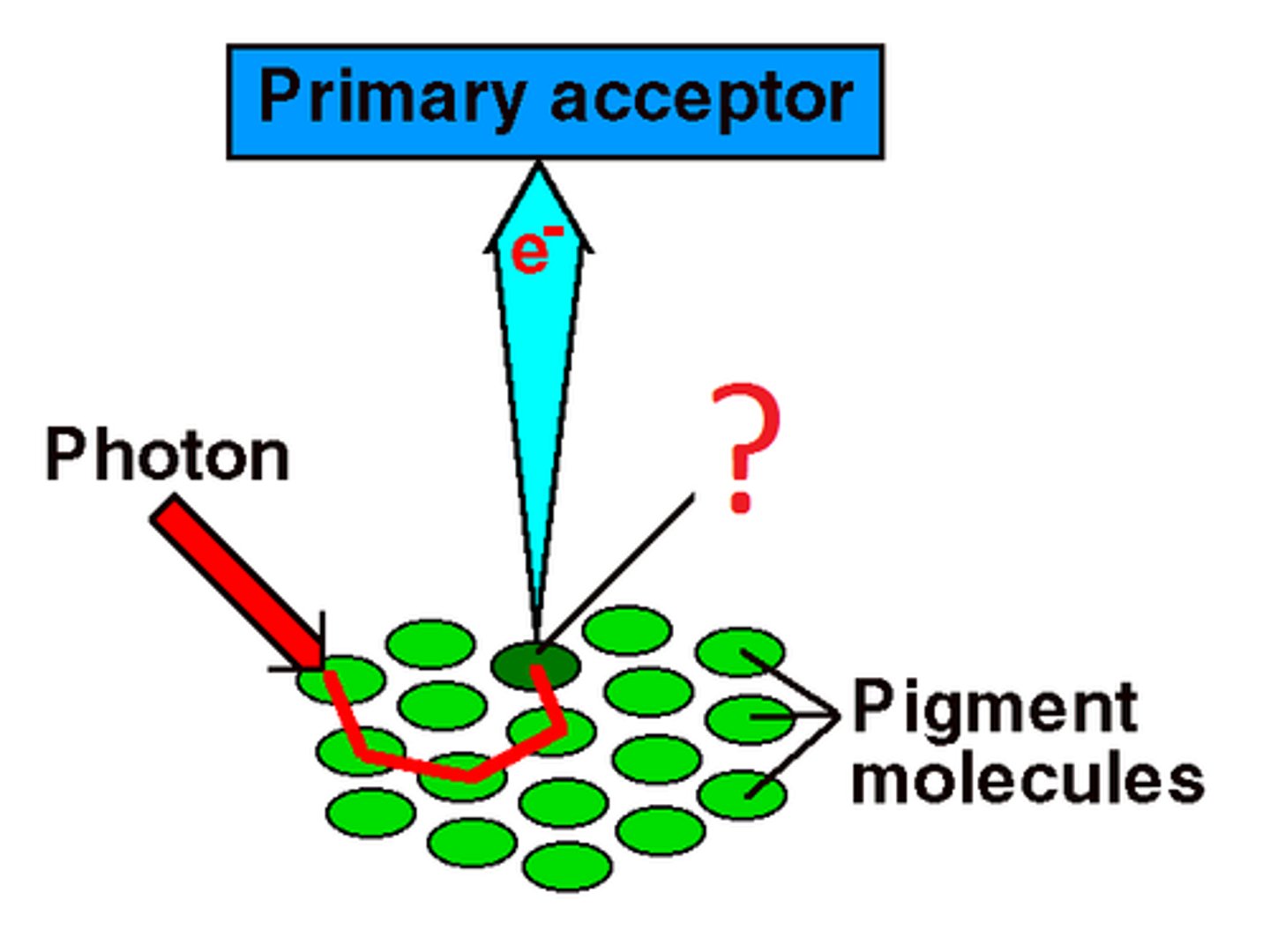 <p>in a photosystem, a chlorophyll molecule in which electrons excited by light energy are passed to an acceptor molecule that is the initial carrier of an electron transport chain</p>