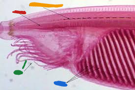 <p>Yellow structure of this Cephalochordata (Amphioxus)?</p>