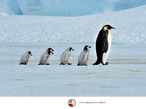 <p>der Pinguin</p>