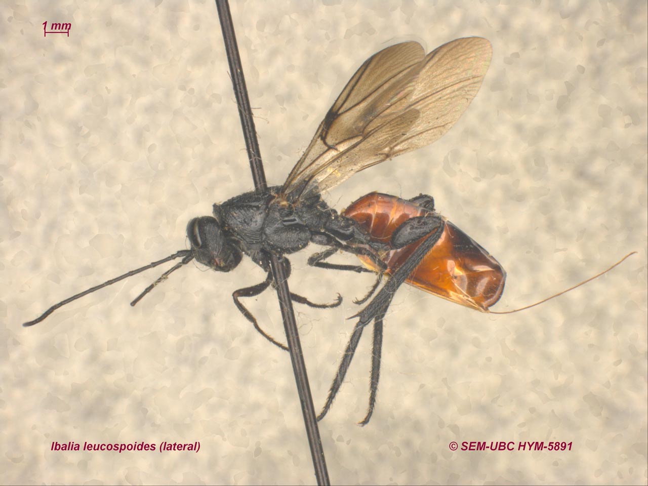 <p>triangular pronotum reaches tegula<br>FW with triangular radial cell (open or closed)<br>laterally compressed metasoma sometimes<br>torulus high above clypeus sometimes</p>