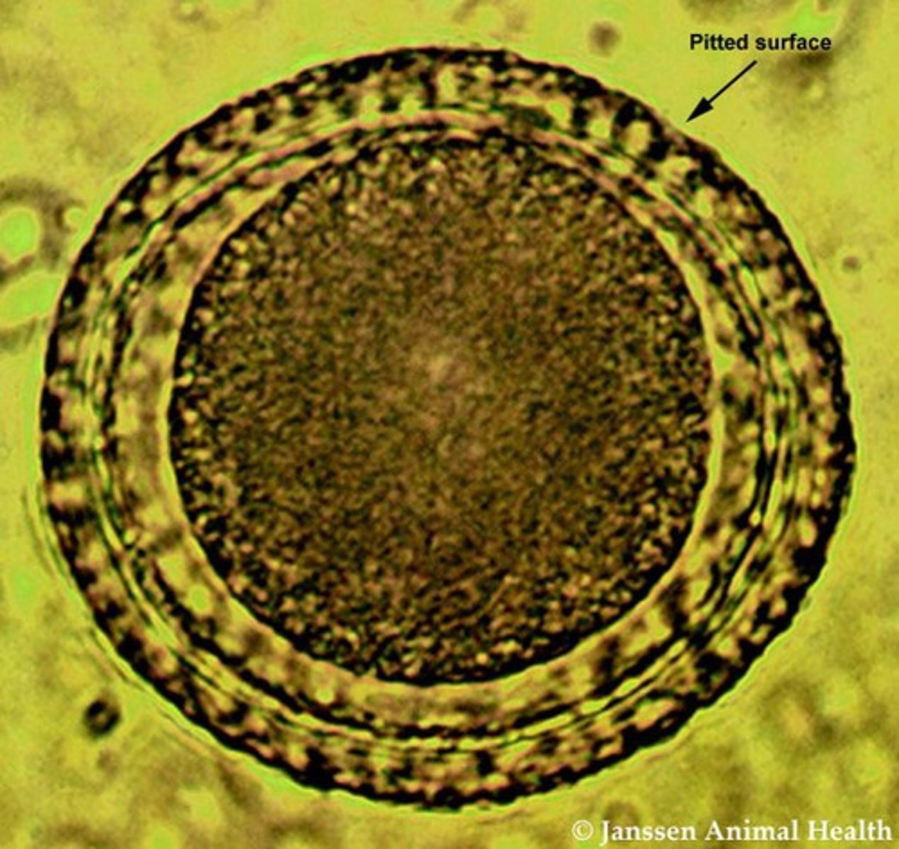 <p>Infection with this parasite results in rat-tail appearance in the infected animal.</p>