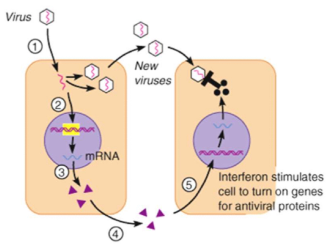 <p>Example: interferons </p><p>Produced by virus-infected cells</p><p>Induces virus resistance in uninfected cells</p><ul><li><p>They <strong>inhibit</strong> the production of viral proteins, preventing the virus from replicating</p></li><li><p>They <strong>activate </strong>white blood cells involved with the <strong>specific immune response</strong> to destroy infected cells</p></li><li><p>They <strong>increase the non-specific immune response </strong>e.g. by promoting inflammation</p></li></ul>