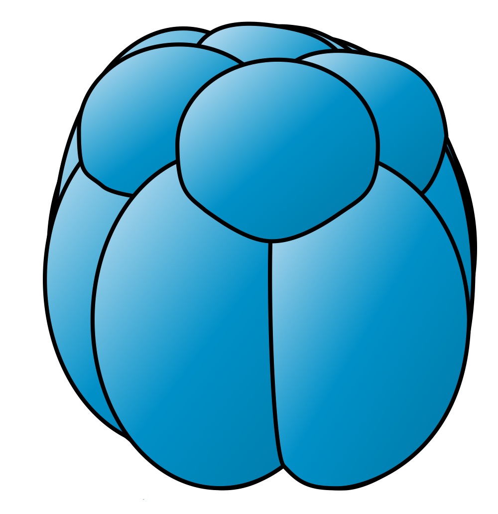 <p>The geometrical cleavage tied to determinate cleavage, wherein the planes of cell division are diagonal to the vertical axis of the embryo.</p>
