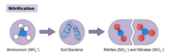 <p> Nitrification is the conversion of ammonia to nitrate.  Two types of soil bacteria are involved:  Nitrosomonas convert ammonia to nitrite (NO2-)  Nitrobacter convert nitrite to nitrate (NO3)</p>