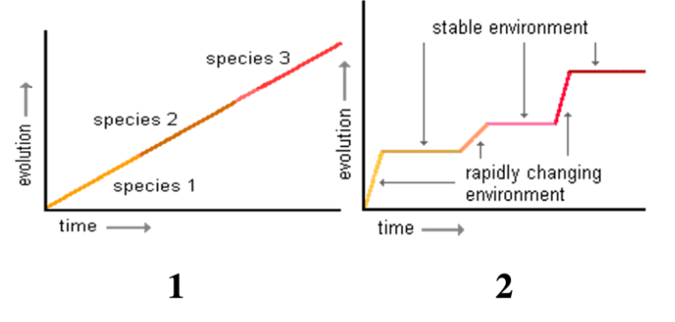 which graph indicated punctuated equilibrium?