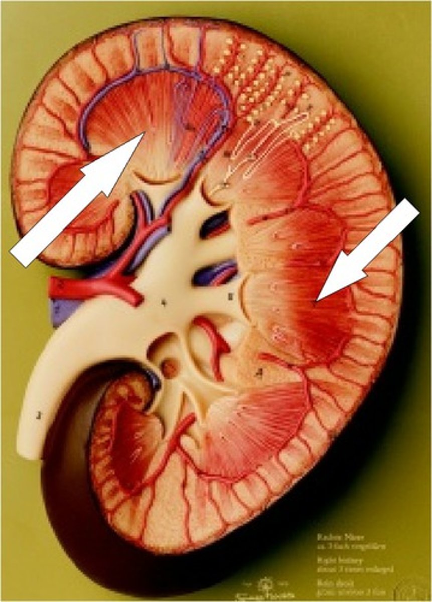 <p>triangular regions with a striped appearance. The broader bases faces toward the cortex, the tip points towards the inner region.</p>