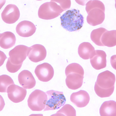 <p>Dr. Vicente Y. Belizario Jr.</p>