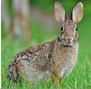 <p>most common; nape of neck has rusty red patch; shorter ears than jack rabbit</p>