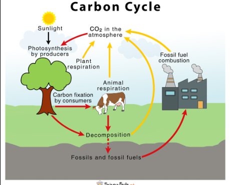 <p>nature&apos;s way of reusing carbon atoms, which travel from the atmosphere into organisms in the Earth and then back into the atmosphere over and over again</p>