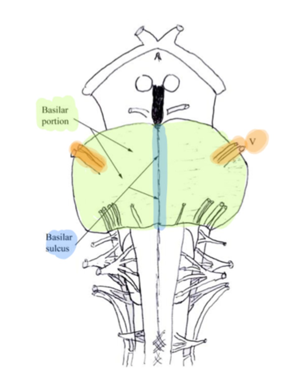 <p>basilar portion</p>