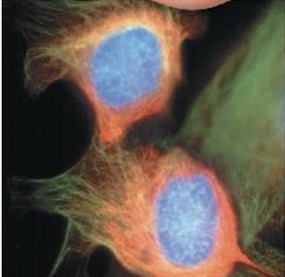 <p>Cytokinesis</p>