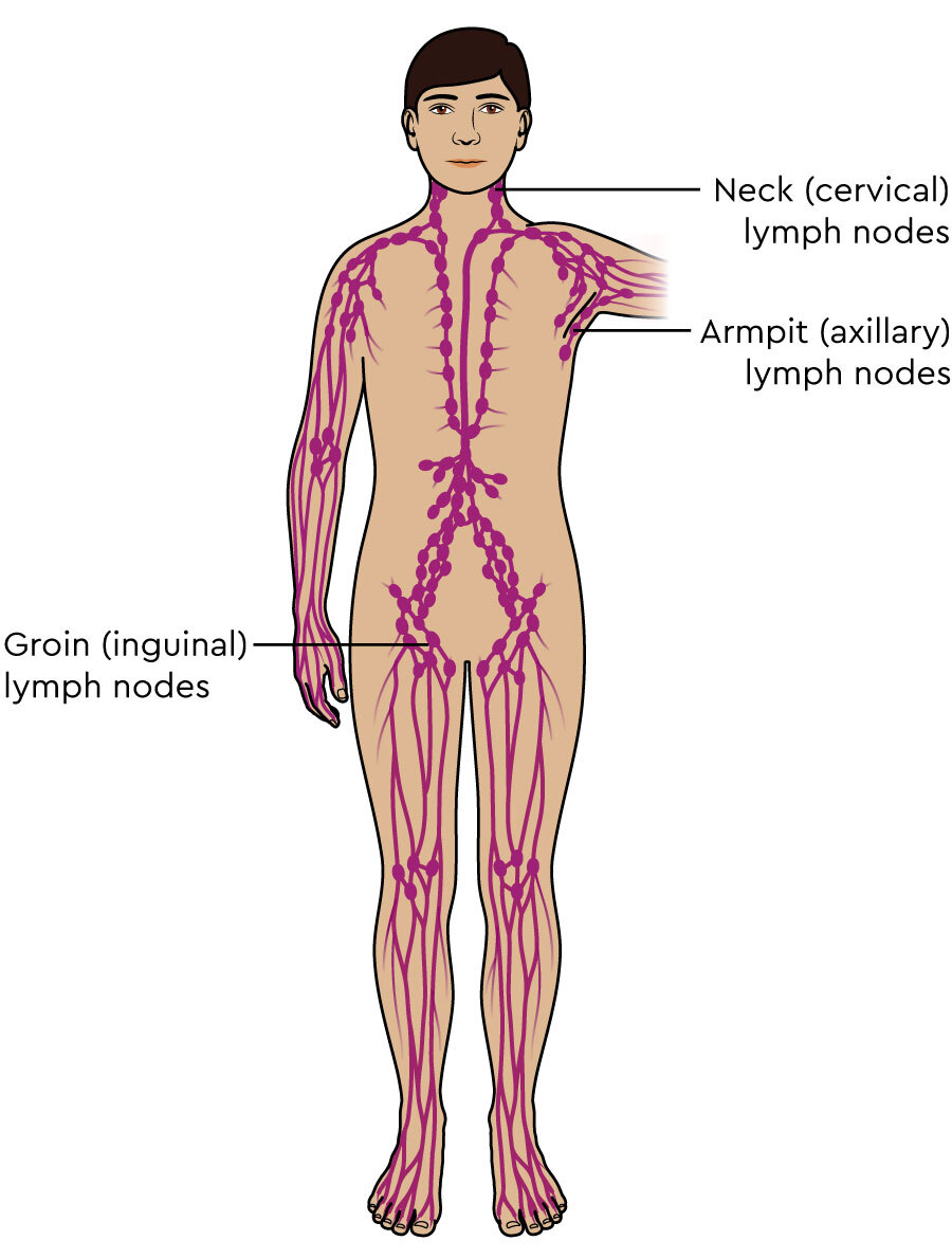 <p>Cervical: neck</p><p>Axillary: armpits</p><p>Inguinal: groin</p>