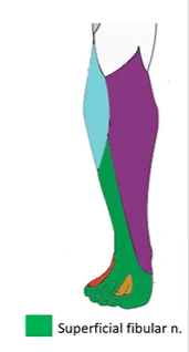 <p>dorsum of the foot</p>