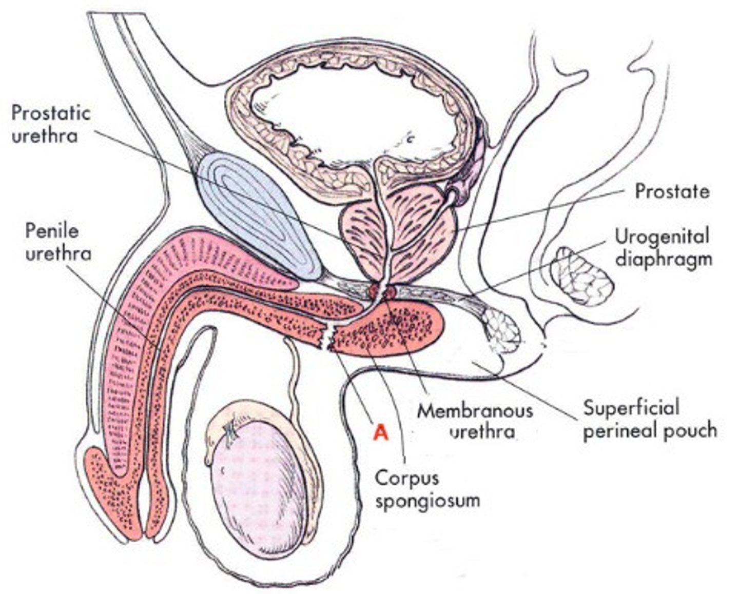 <p>-The urethra which runs from the urinary bladder to the penis</p><p>-Part of the Male Reproduction Tract</p>