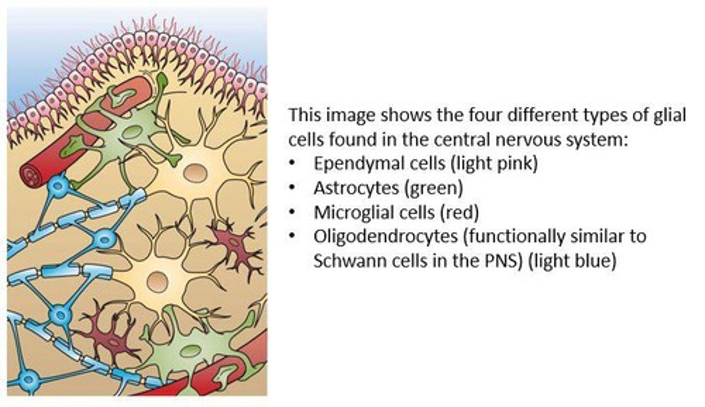 <p>Glial cells support and protect neurons, provide insulation, and assist in the maintenance of the nervous system.</p>