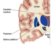 <p>group of subcortical nuclei </p><ul><li><p>striatum</p></li><li><p>amygdala</p></li><li><p>nucleus accumbent </p></li></ul>