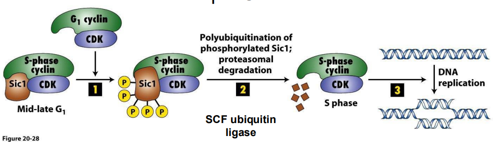 <p>- S Cdk-cyclins accumulate in G1, but are inhibited by Sic1, so held in check to prevent DNA replication until cell prepared</p><p>- Late G1 cyclin-Cdk phosphorylate Sic1, marking it for **polyubiquitination and degredation. Once CIP is degraded, remove CC inhibition, have active S-Cdk cyclins</p><p>.</p><p>**Ubiquitin = small regulatory protein with many functions, in this case, binding of ubiquitin causes protein degredation</p><p>.</p><p>- ubiquitination marks a protein for degredation</p><p>- basically upon depletion of Sic1 via ubiquitination, it then releases this complex to then performance functrion</p>