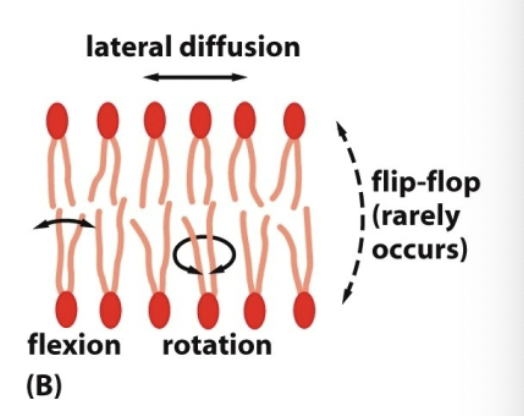 <p>The hydrophilic head would have to push through the center (can’t establish bonds that stabilize it); disorder of water overwhelms the membrane.</p>