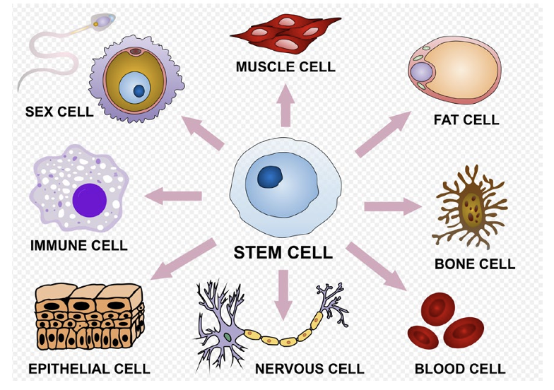 <ul><li><p><u>specialized/differentiated</u> = <u>STEM CELLS</u></p><ul><li><p>TOTIPOTENT → full potential to become any cell type</p></li></ul></li></ul><p></p>
